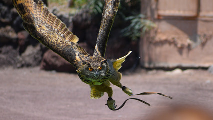 Bird in mid flight in fuertaventura zoo