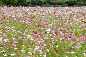 colorful cosmos flower field