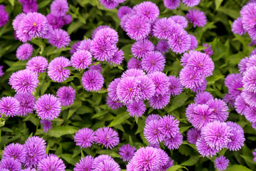 Fototapeta premium purple Chrysanthemum, Italian Aster