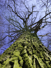 Spring tree from below