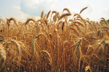 Wheat field. Ears of golden wheat close up. Beautiful Nature Sunset Landscape. Rural Scenery under Shining Sunlight. Background of ripening ears of meadow wheat field. Rich harvest Concept.