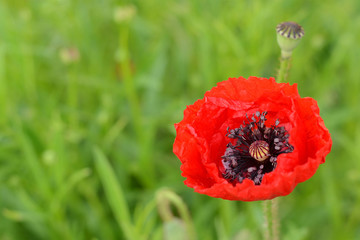 red poppy in green blurred grass