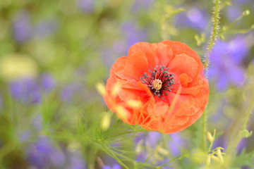 red poppy on a blurred background of blue flowers and green grass