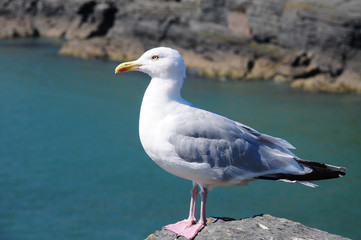 a large herring gull (Larus argentatus)