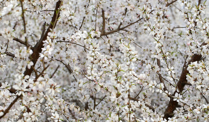 Blooming peach blossoms in the garden
