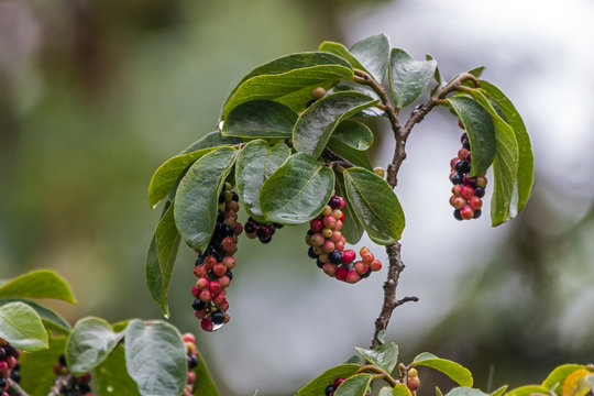  Red Black Fruit  of the Tassel Berry Tree