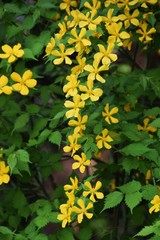 Japanese kerria (Japanese rose/Golden guinea)
