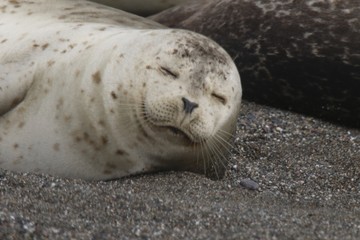 Naklejka premium Goat Rock Beach - Sonoma County, California. Each spring a large sand spit builds up in Jenner, right at the mouth of the Russian River. Seals love hanging out at the Pacific Coast beaches.