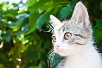 Naklejka na ściany i meble little cat on a tree with green foliage
