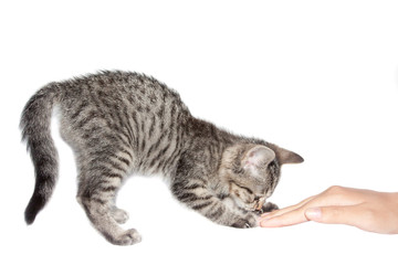 striped kitten plays with human hand
