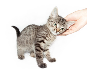 hand of a man stroking a tabby kitten