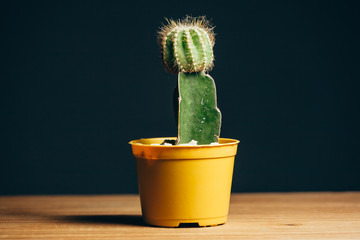 Cactus in the vase decor on wooden table