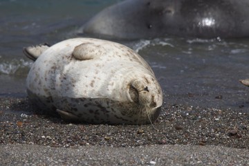 Goat Rock Beach - Sonoma County, California. Each spring a large sand spit builds up in Jenner, right at the mouth of the Russian River. Seals love hanging out at the Pacific Coast beaches.