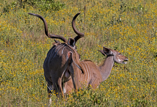 Amerous Male Persuing Female Nyala Through Yellow Flowered Grassland
