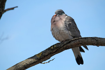 Adult Common wood pigeon (Columba palumbus) sitting on branch against clear blue sky