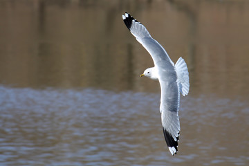 Flying common gull (Larus canus) or mew gull with spread wings. Common gull in adult summer plumage with a gray back, white head and black tips of wings © kazakovmaksim
