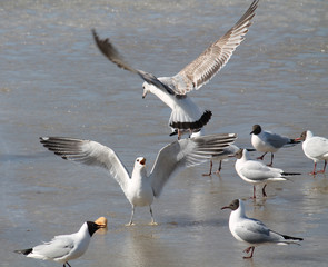 Two fighting common gulls (Larus canus) in juvenile plumage