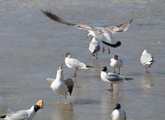 Two fighting common gulls (Larus canus) in juvenile plumage