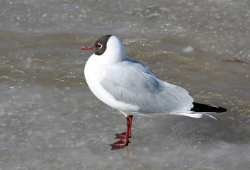 Black-headed gull (Chroicocephalus ridibundus) in adult summer plumage