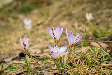 flowers of mountain crocus opened and in buds on a meadow with old grass postcard background	