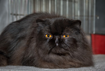 Persian breed cat