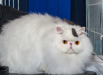 Persian breed cat