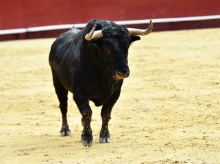 toro español