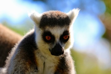 lemur en madagascar
