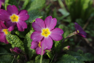 Primrose