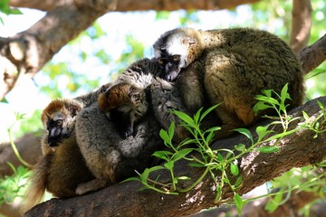 lemur en madagascar