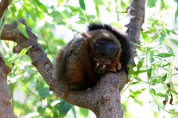 lemur en madagascar