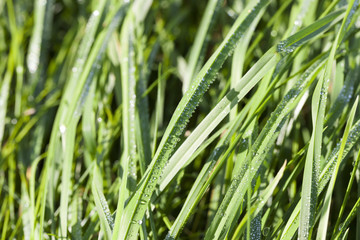 Fototapeta na wymiar sun-lit grass