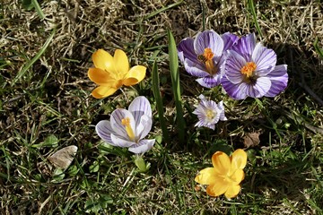 Colorful blooming flowers of crocus vernus (crocus) growing on early spring sunny day, yellow, orange, purple, white