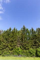 green spruce