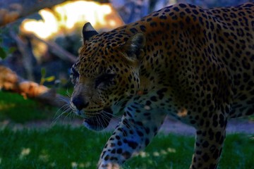 leopardo