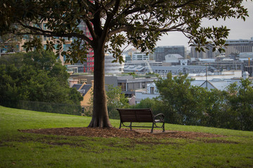 Park bench under a tree