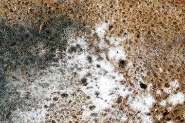 rye bread, close-up
