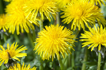 details of dandelions