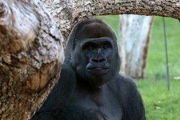 Fototapeta na wymiar gorila
