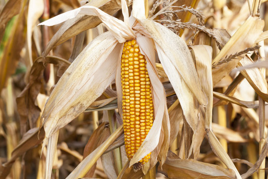 Mature corn