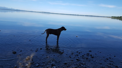 Ridgeback am Chiemsee