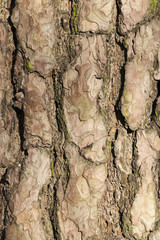 old pine bark