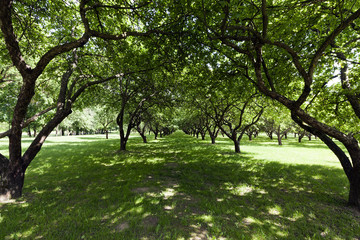 Fototapeta na wymiar park deciduous trees