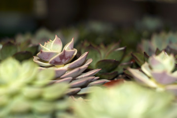 Fototapeta premium different varieties of echeveria in the flower shop, focus on the central plant, the rest are blurred