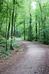 Road through forest, Brittany, France