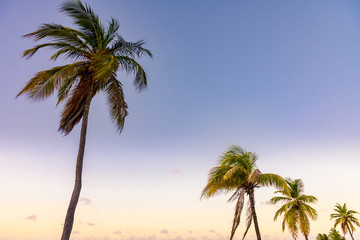Fototapeta na wymiar Palm tree against blue sky at sunset
