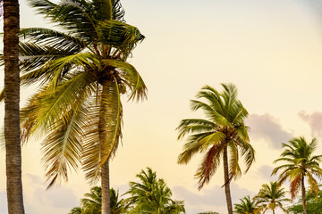 Fototapeta na wymiar Palm tree against blue sky at sunset