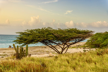 Divi tree plant on a caribbean beach at sunset