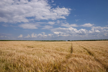 Getreidefeld und Wolkenhimmel