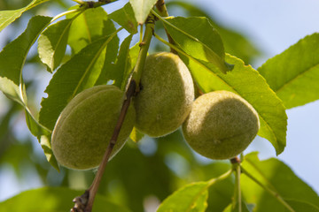 Unreife Mandeln am Mandelbaum (Prunus dulcis),